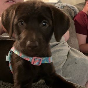 Meet your Posher, Cheryl